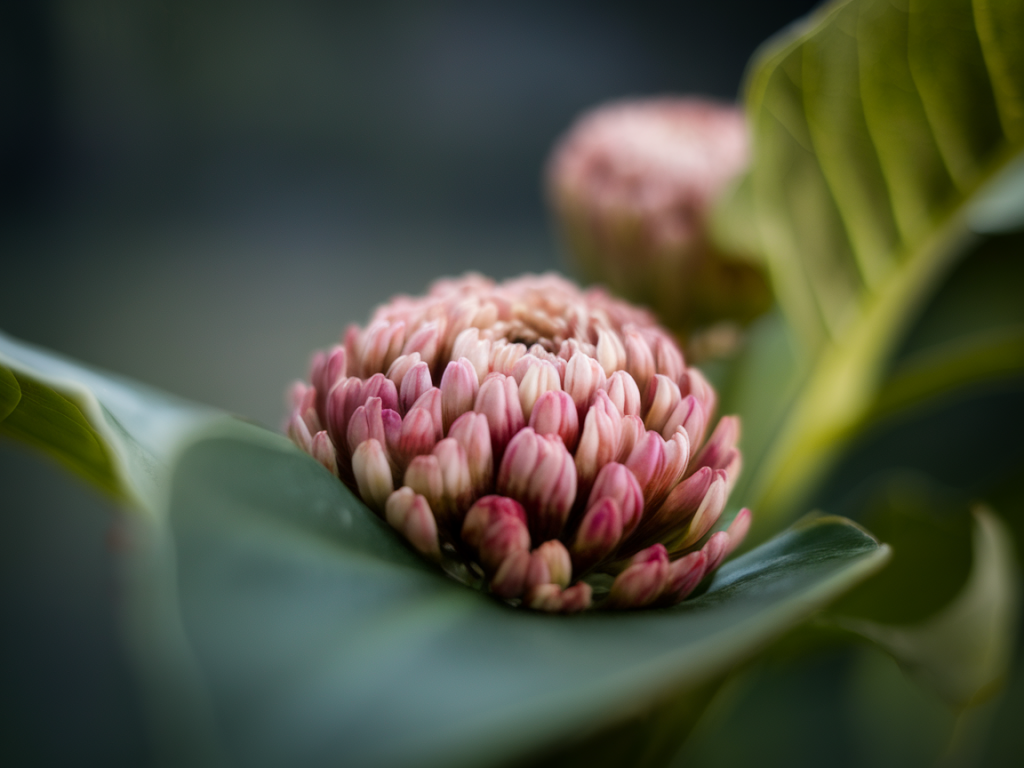 Wie fotografiere ich naturdetails mit dem smartphone wie ein pro?